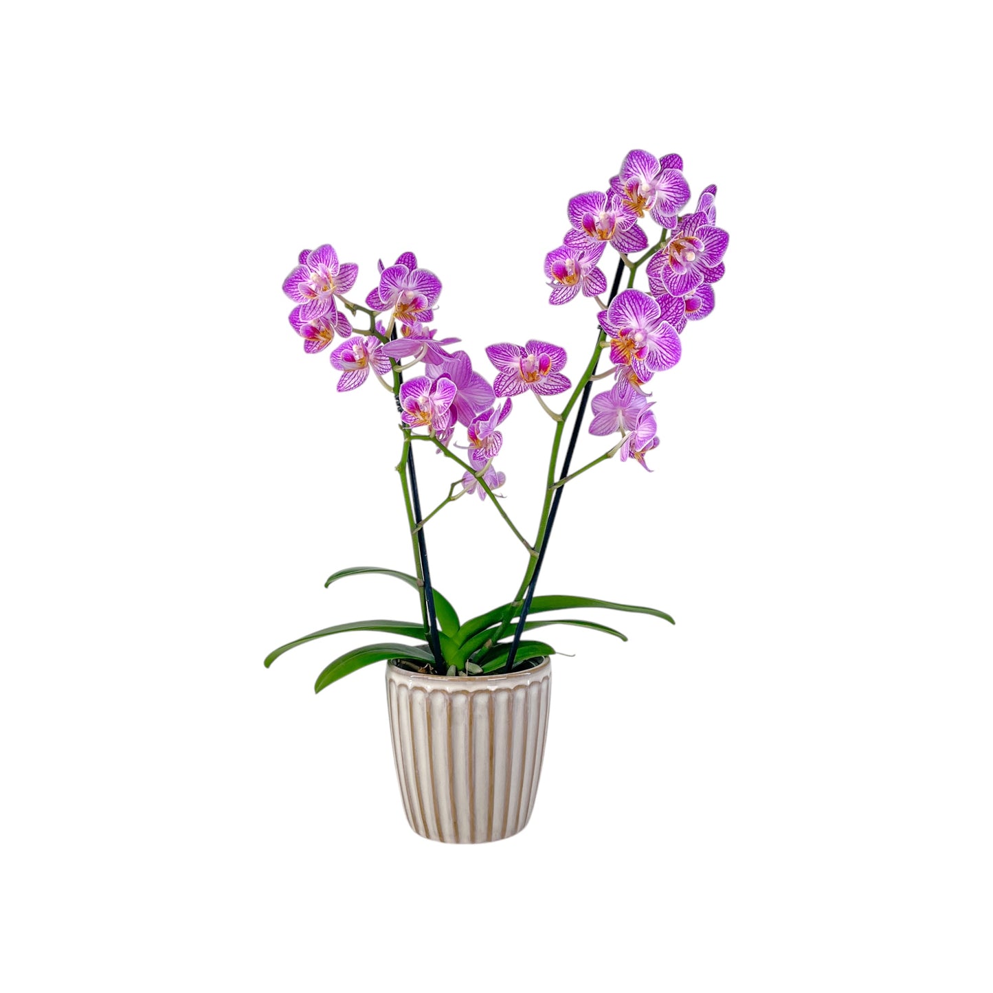Phalaenopsis 9cm Twin Stem Mix In Windsor Ceramic