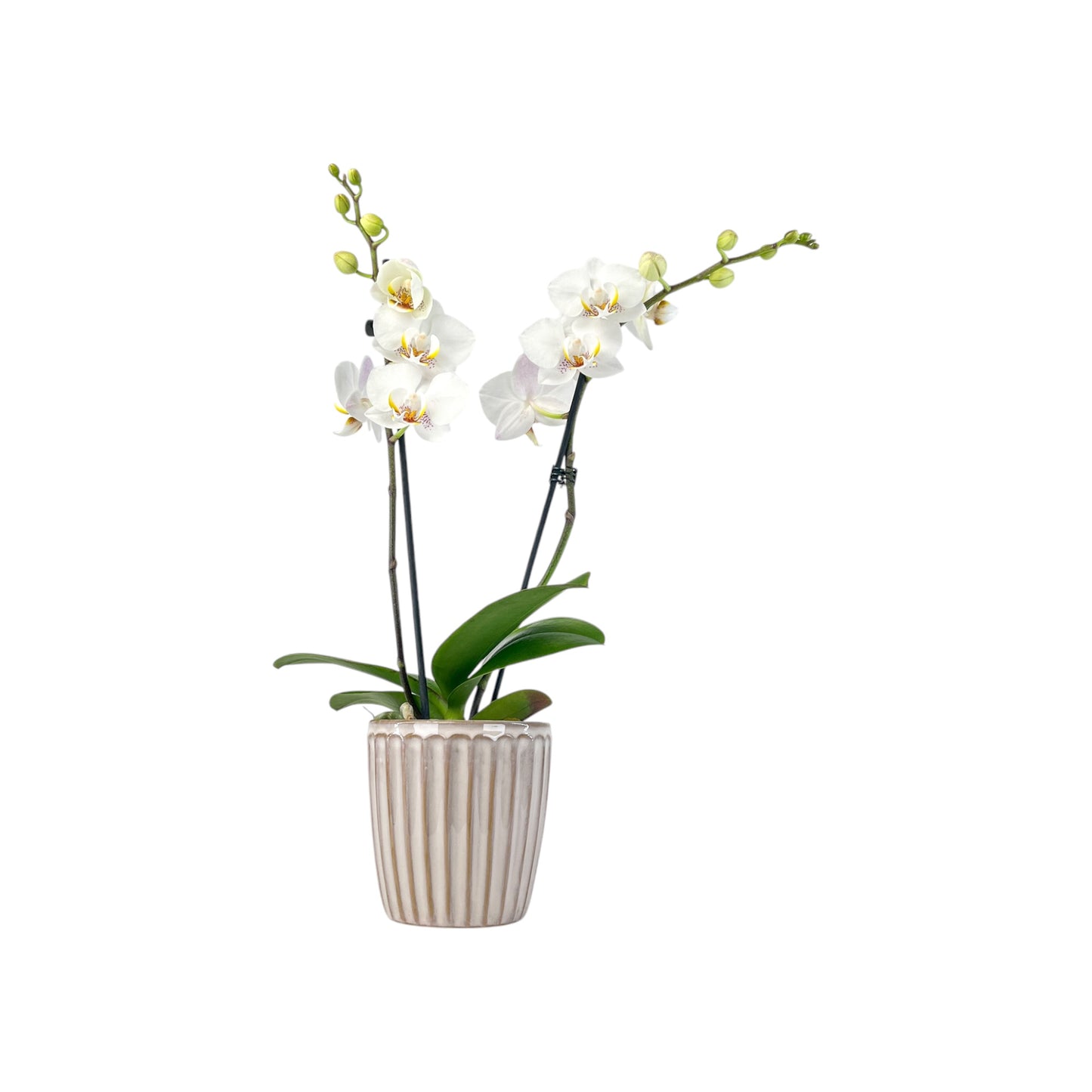 Phalaenopsis 9cm Twin Stem Mix In Windsor Ceramic