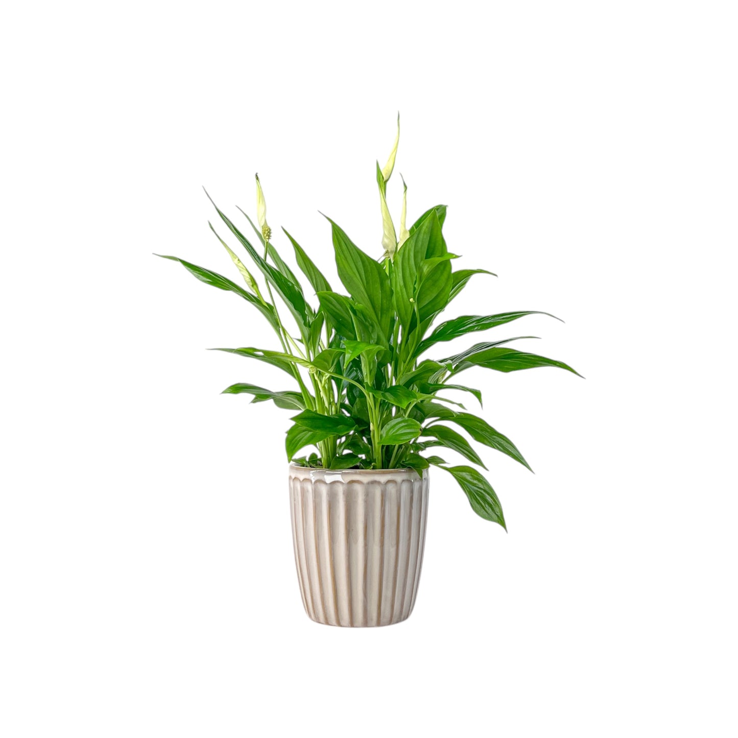 Spathiphyllum 9cm In Windsor Ceramic