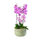 Phalaenopsis Trio In Green Luxury Bowl