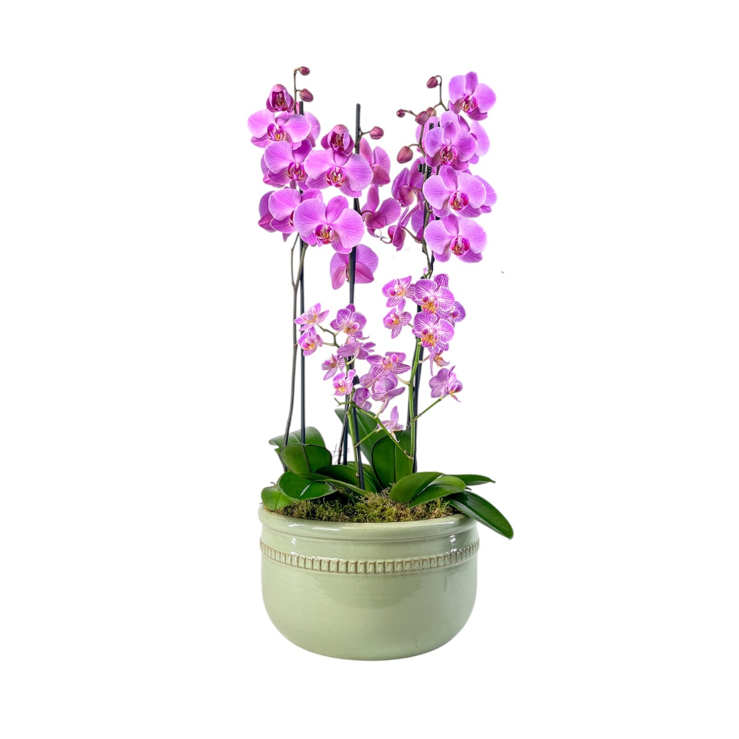 Phalaenopsis Trio In Green Luxury Bowl