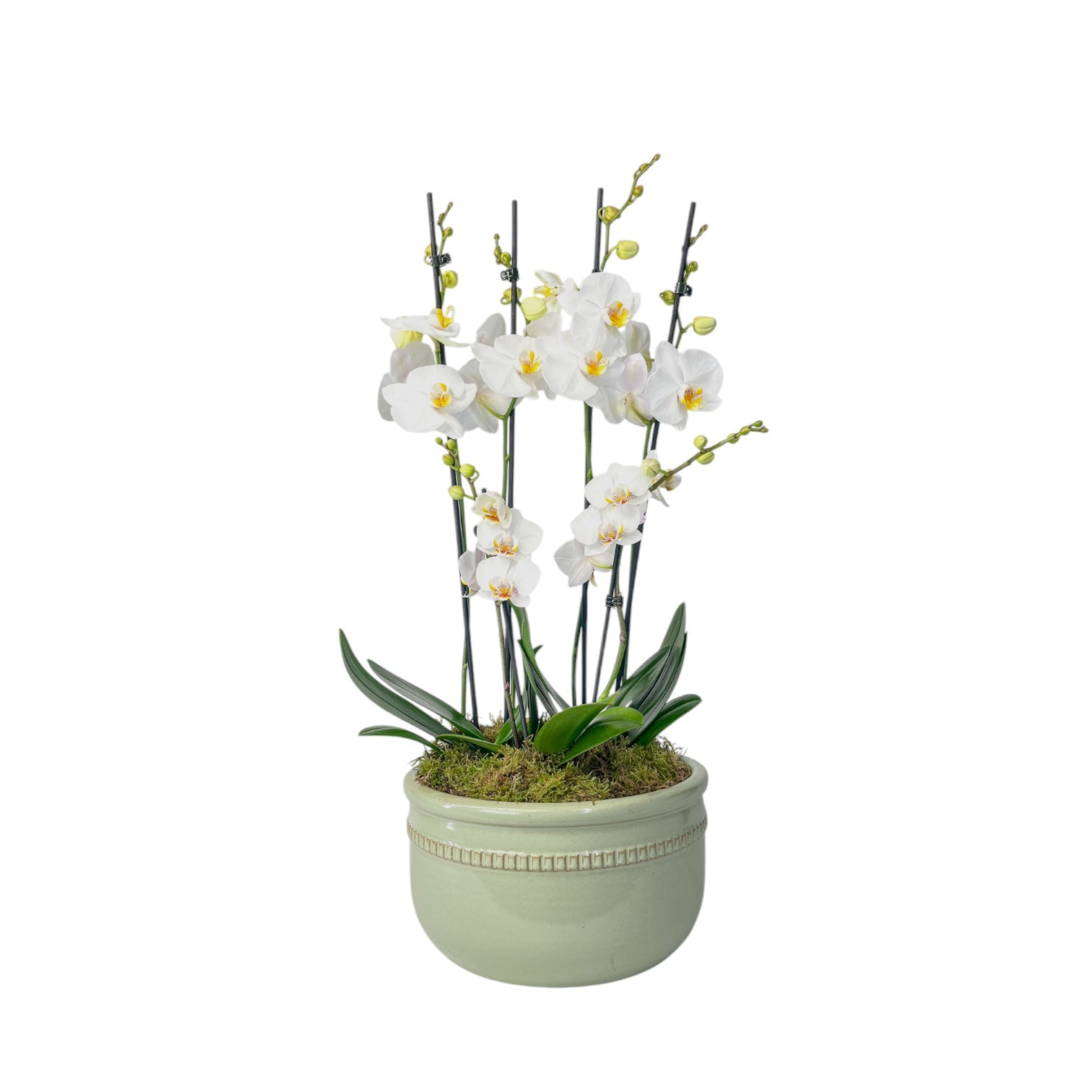 Phalaenopsis trio in luxury bowl - Orchid The Horti House