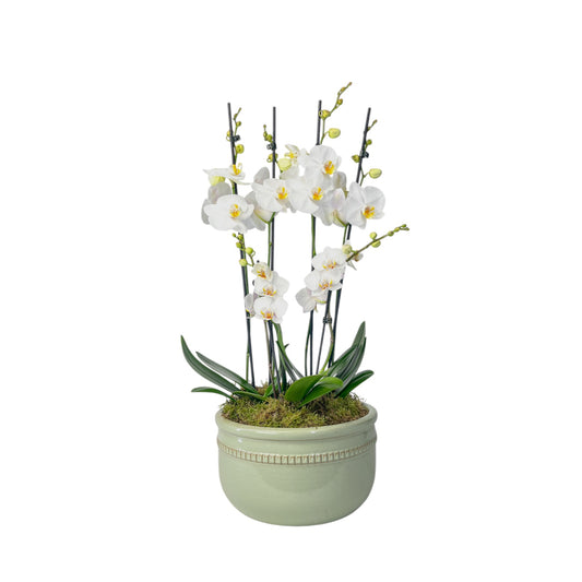 Phalaenopsis trio in luxury bowl - Orchid The Horti House