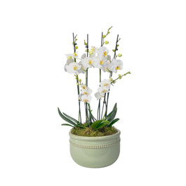 Phalaenopsis trio in luxury bowl - Orchid The Horti House