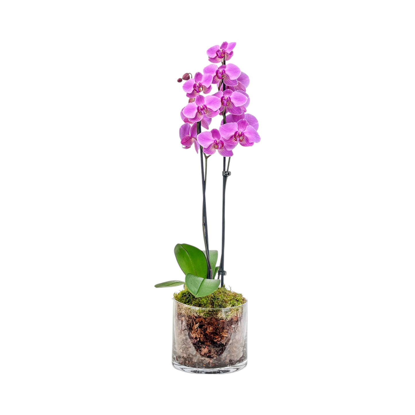 Phalaenopsis 12cm Twin Stem Mix In Glass Planter - AYR