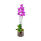 Phalaenopsis 12cm Twin Stem Mix In Glass Planter - AYR