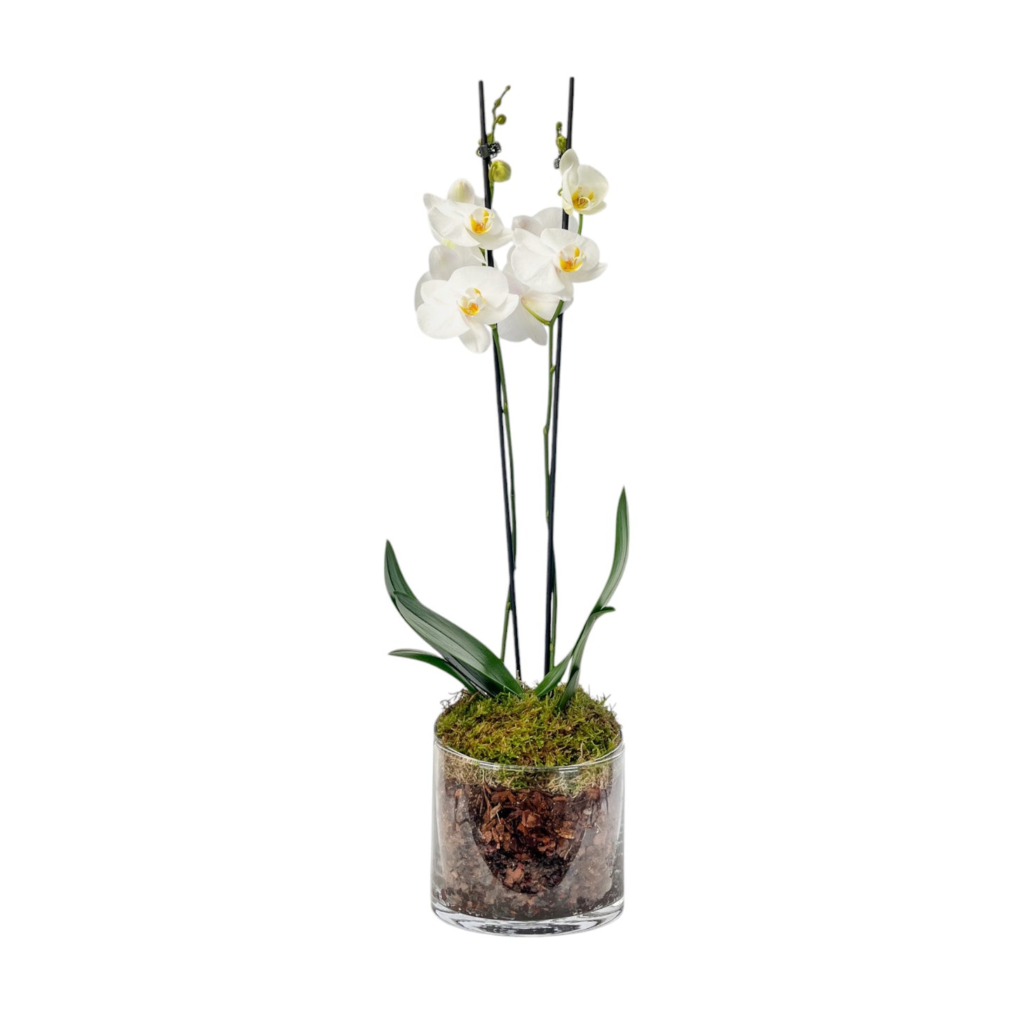 Phalaenopsis 12cm Twin Stem Mix In Glass Planter - AYR