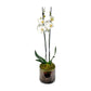 Phalaenopsis 12cm Twin Stem Mix In Glass Planter - AYR