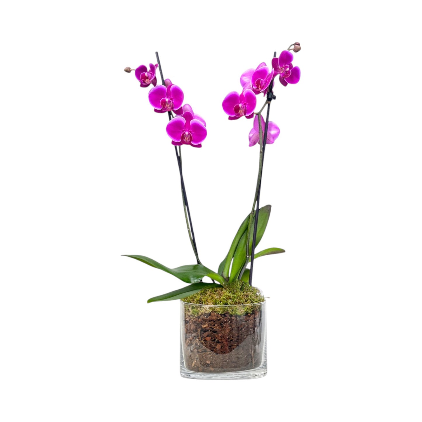 Phalaenopsis 12cm Twin Stem Mix In Glass Planter - AYR