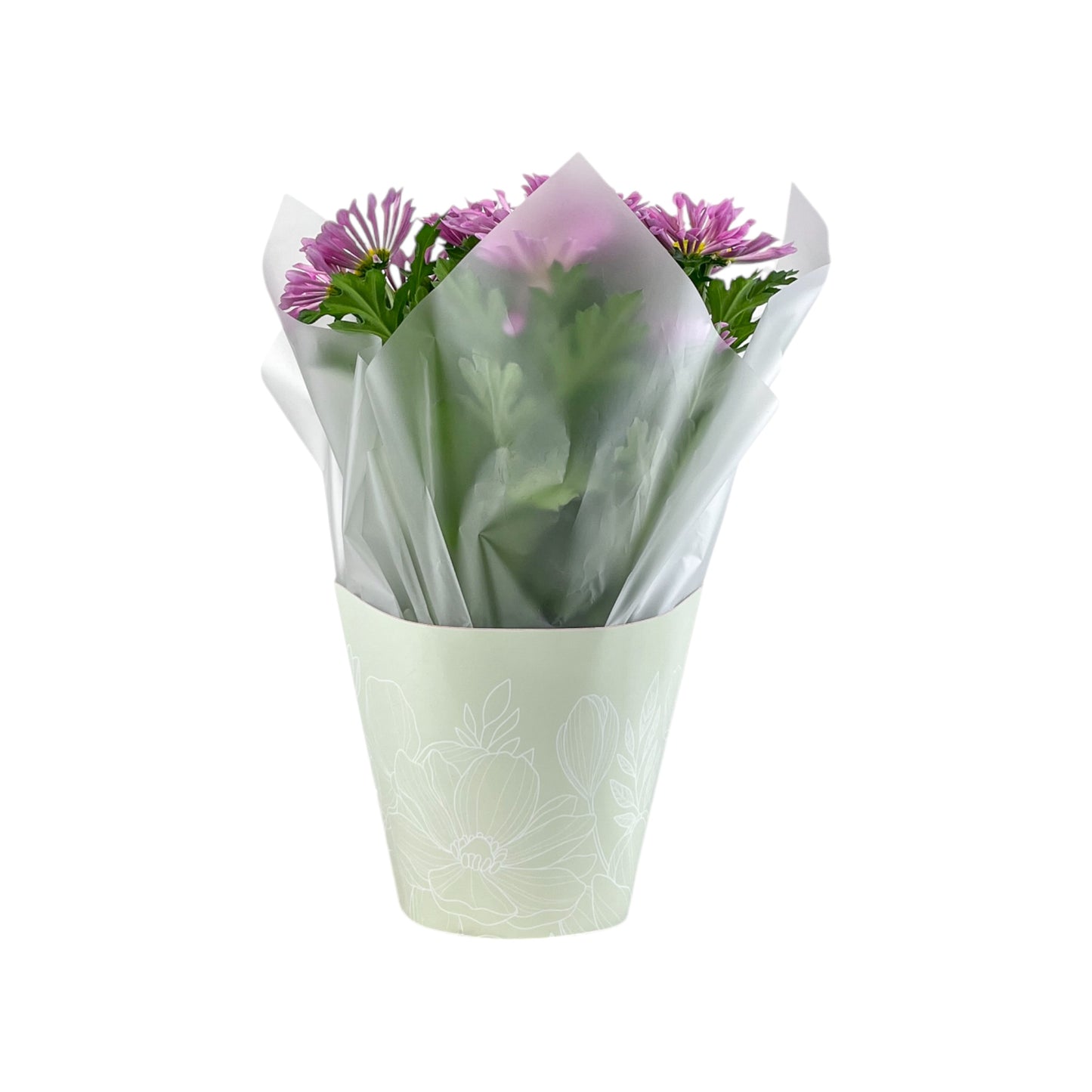 Chrysanthemum 14cm Pinched In Gift Cone
