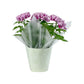 Chrysanthemum 14cm Disbud In Gift Cone