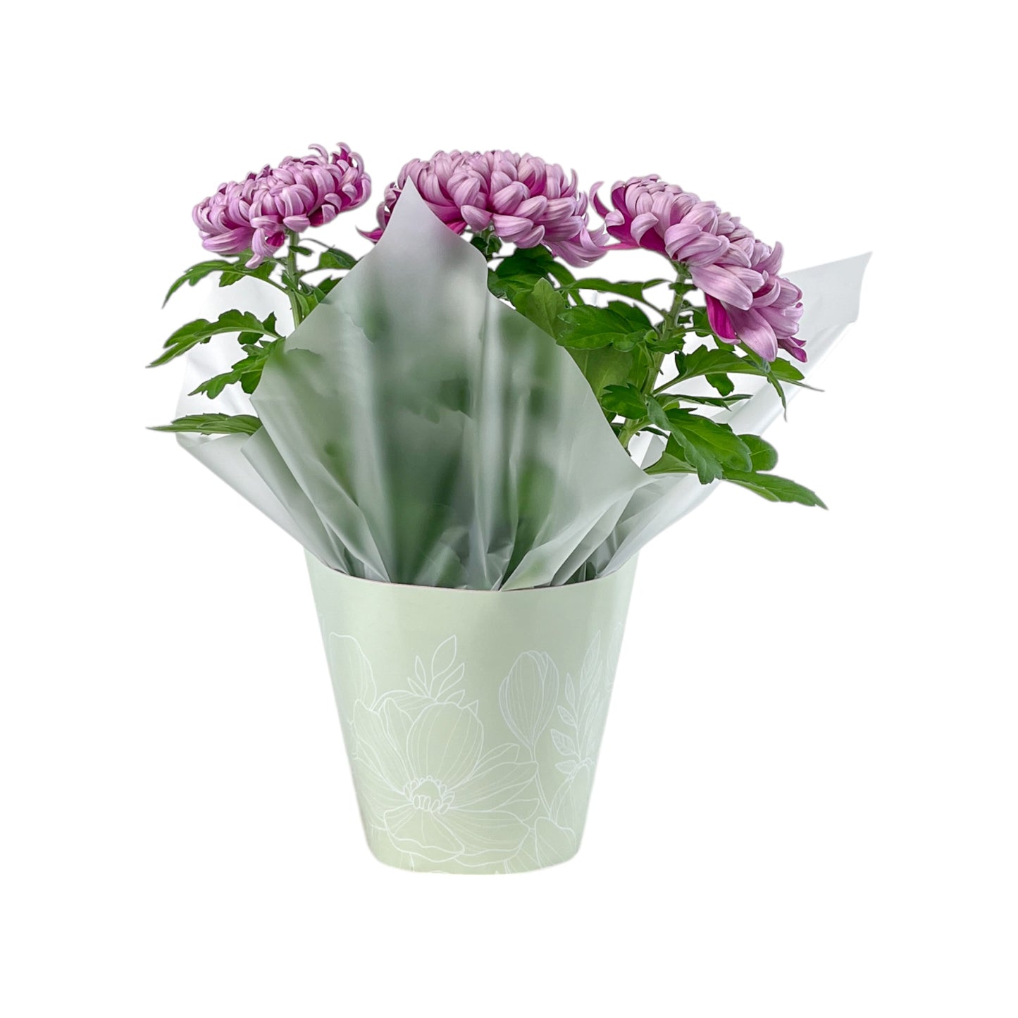Chrysanthemum 14cm Disbud In Gift Cone