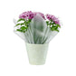 Chrysanthemum 14cm Disbud In Gift Cone