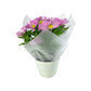Chrysanthemum 14cm Pinched In Gift Cone