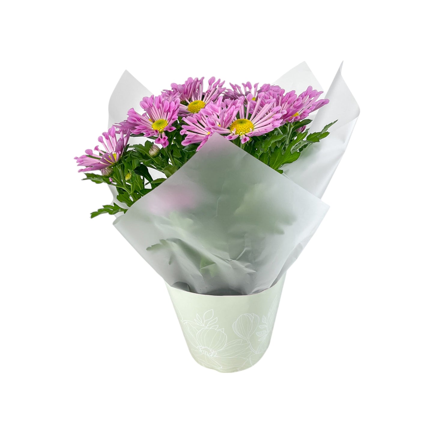 Chrysanthemum 14cm Pinched In Gift Cone