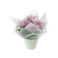 Chrysanthemum 14cm Disbud In Gift Cone