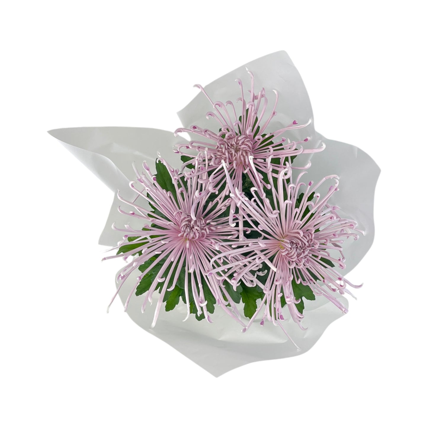 Chrysanthemum 14cm Disbud In Gift Cone