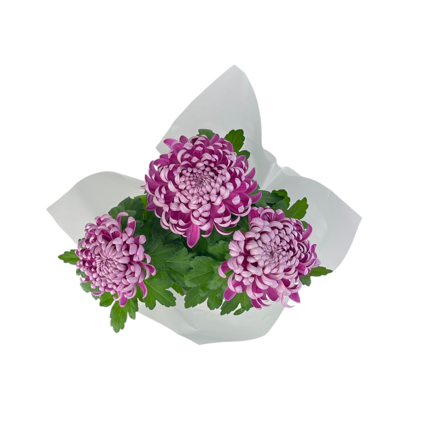 Chrysanthemum 14cm Disbud In Gift Cone