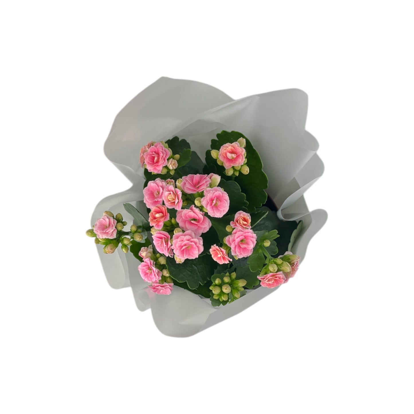 Kalanchoe 12cm Pink & White In Gift Cone