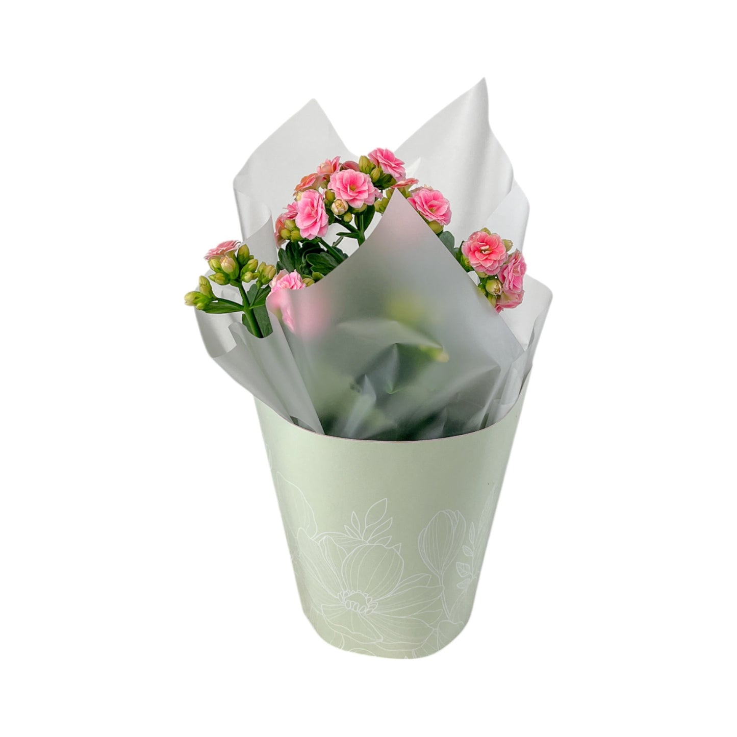 Kalanchoe 12cm Pink & White In Gift Cone