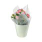 Kalanchoe 12cm Pink & White In Gift Cone