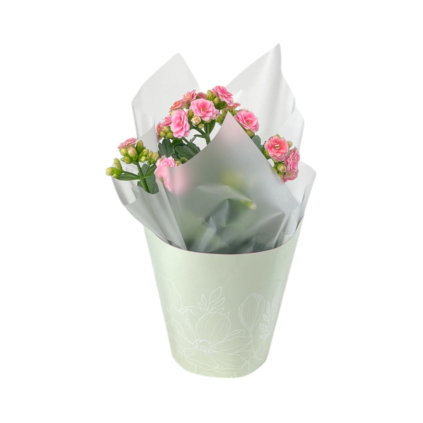 Kalanchoe 12cm Pink & White In Gift Cone