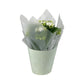 Kalanchoe 12cm Pink & White In Gift Cone