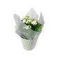 Kalanchoe 12cm Pink & White In Gift Cone