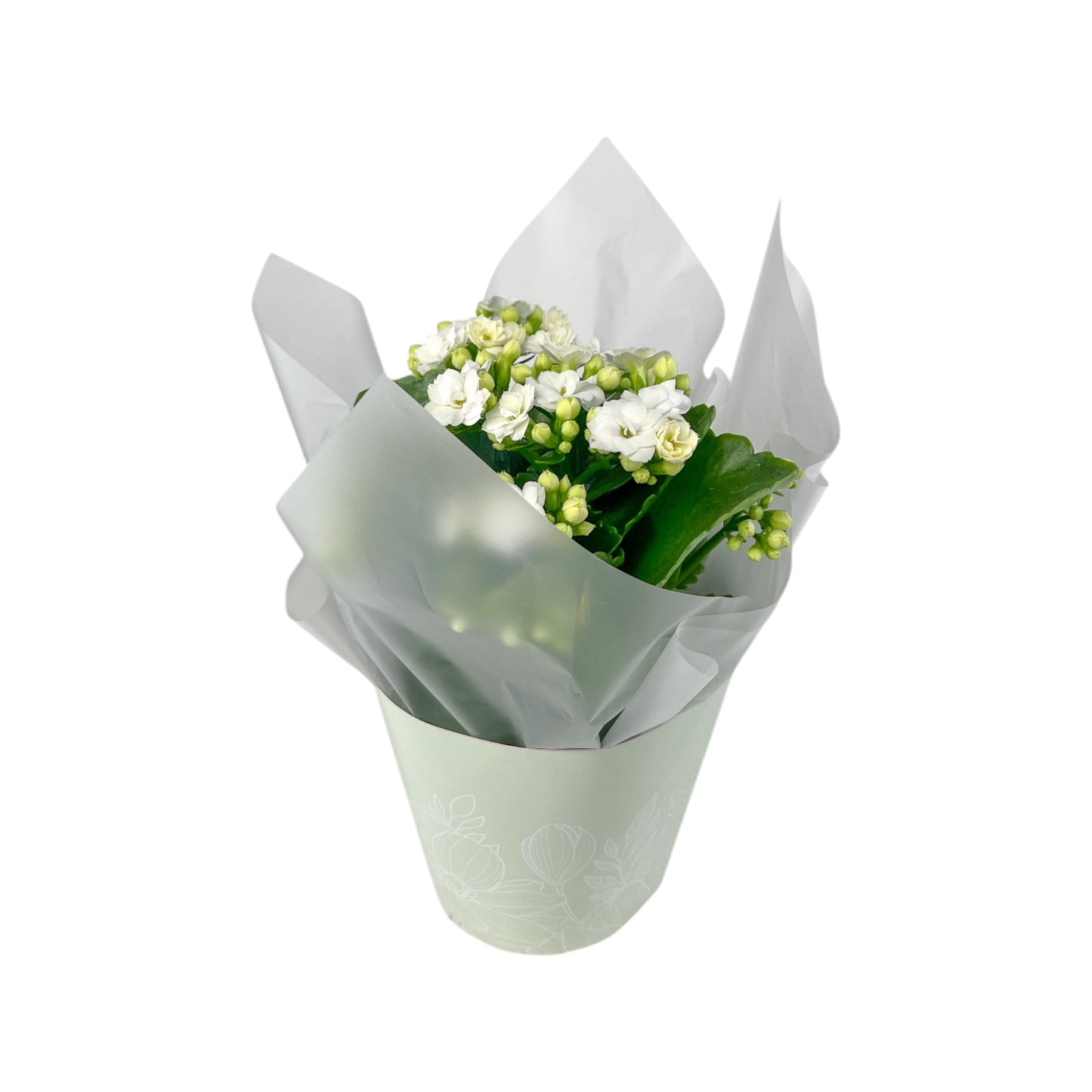 Kalanchoe 12cm Pink & White In Gift Cone