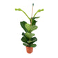 Ficus 21cm Lyrata