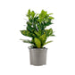 Codiaeum 13cm Mix