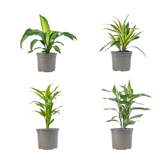 Dracaena 13cm Mix - Green Plant The Horti House