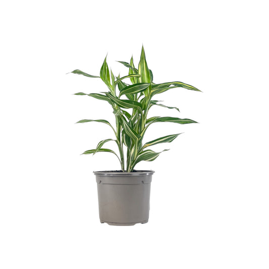 Dracaena 13cm Mix