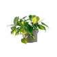 Philodendron 13cm Scandens Brazil