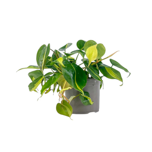 Philodendron 13cm Scandens Brazil