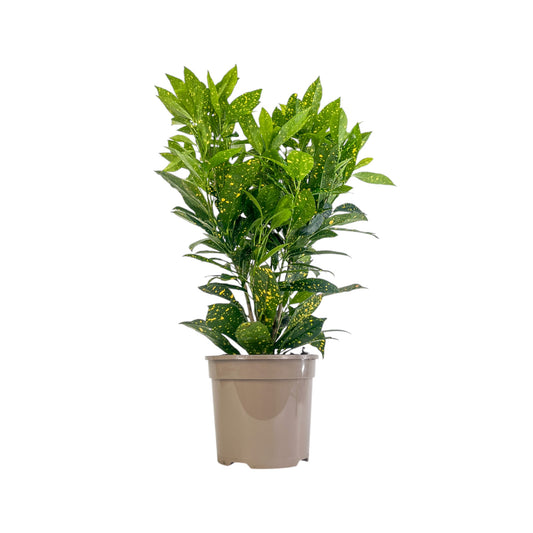 Codiaeum 15cm Aucubaefolia