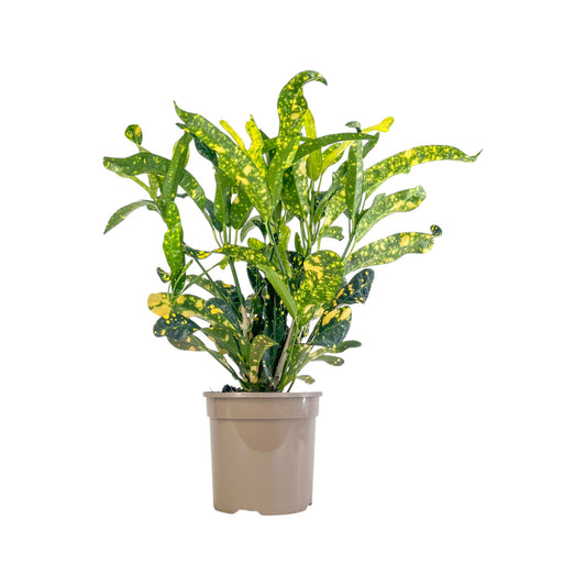 Codiaeum 15cm Gold Dust