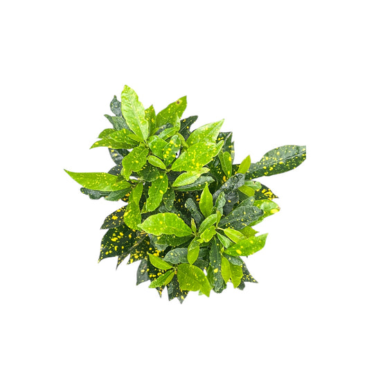 Codiaeum 15cm Aucubaefolia