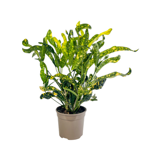 Codiaeum 15cm Gold Dust