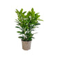 Codiaeum 15cm Aucubaefolia