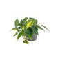 Philodendron 13cm Scandens Brazil