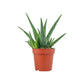 Aloe 12cm Medivera