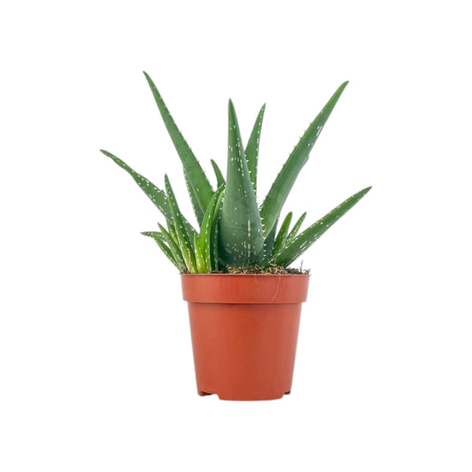 Aloe 12cm Medivera