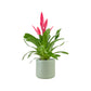 Bromeliad 12cm Vriesea Mix in Cambridge Ceramic - Flowering The Horti House