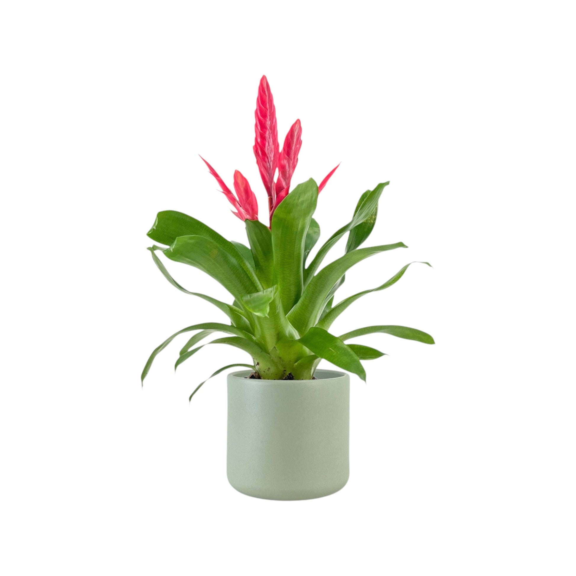 Bromeliad 12cm Vriesea Mix in Cambridge Ceramic - Flowering The Horti House
