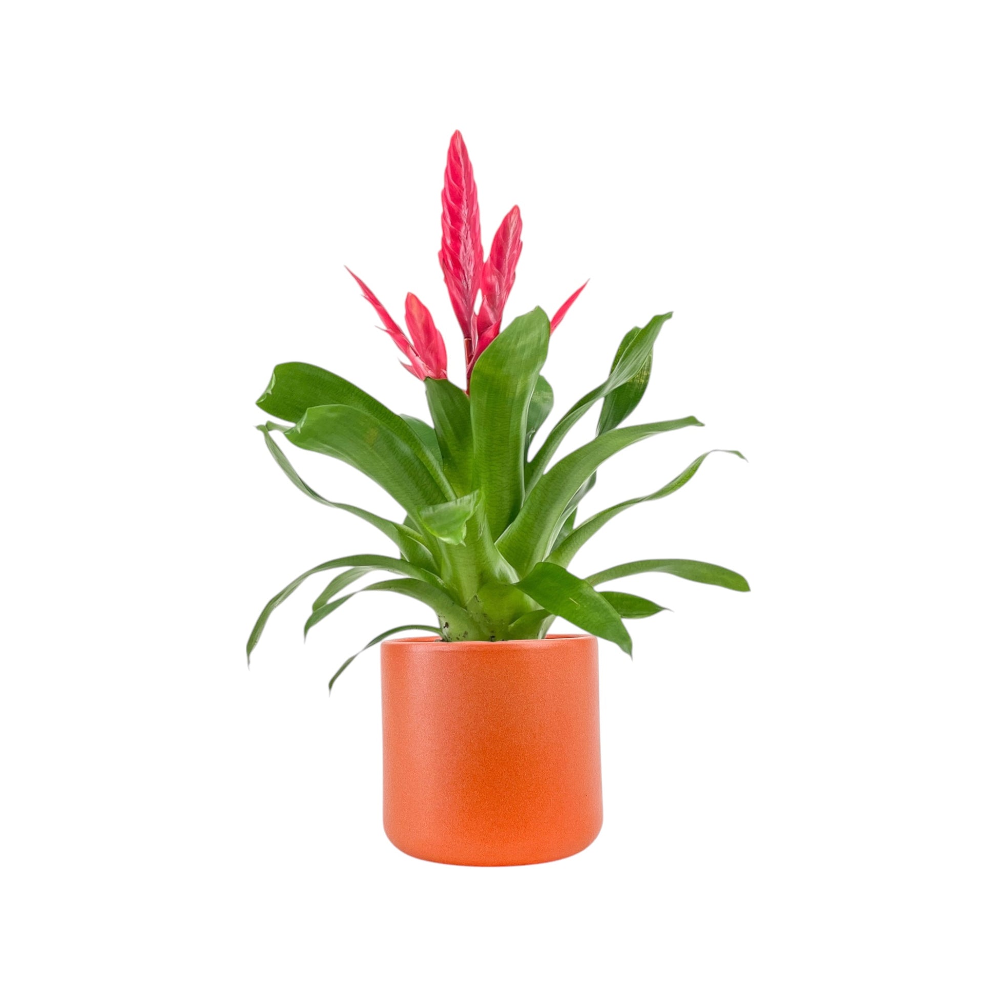 Bromeliad 12cm Vriesea Mix in Cambridge Ceramic - Flowering The Horti House