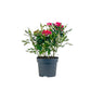 Rose 10.5cm GiGi
