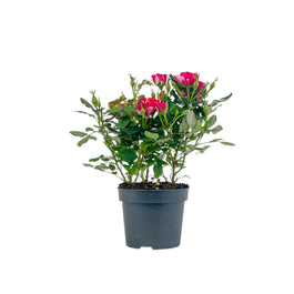 Rose 10.5cm GiGi