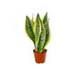 Sansevieria 12cm Superba