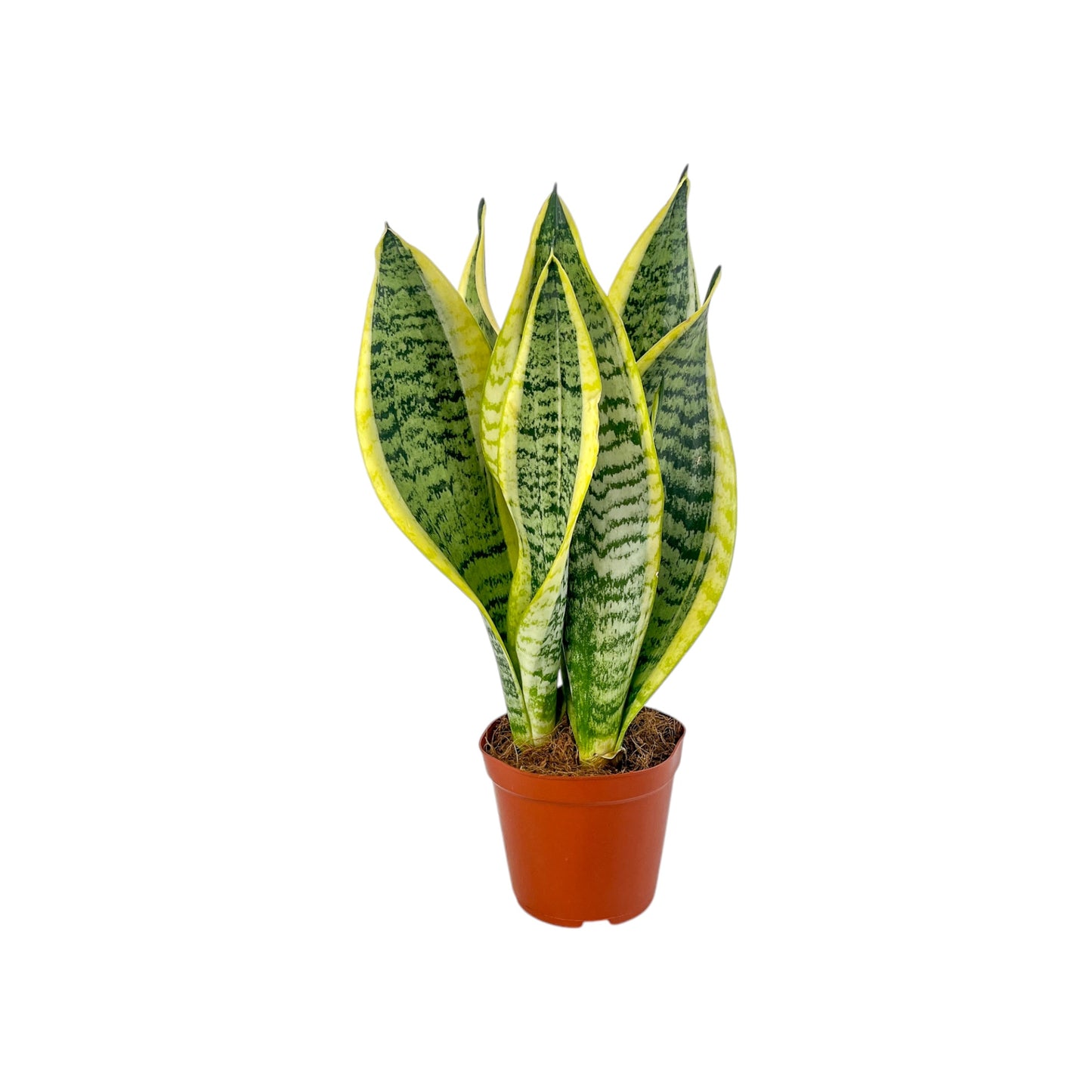Sansevieria 12cm Superba